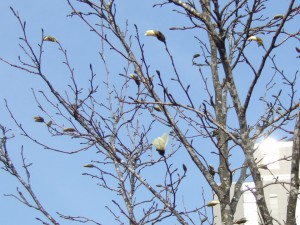 コブシの花が開き始めました