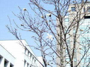 コブシの花が開き始めました